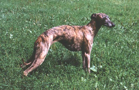 Gala Kamagur